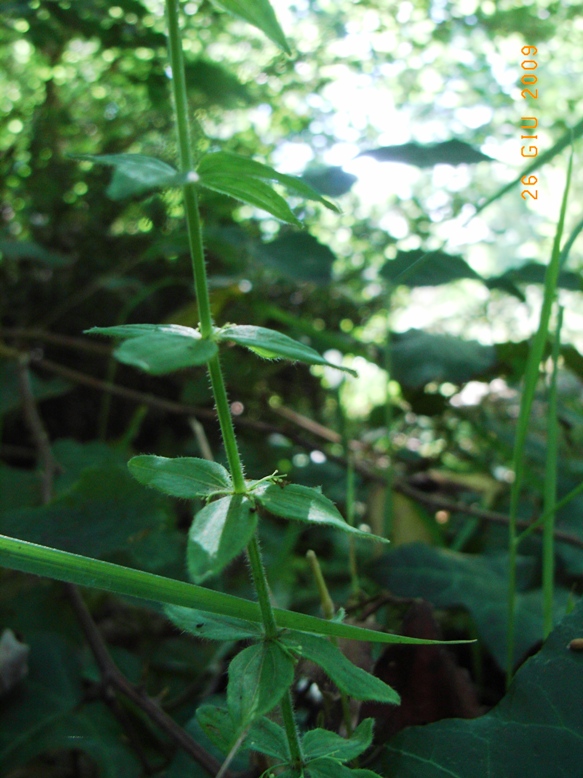 Cruciata glabra